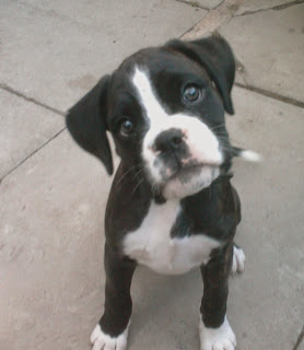Flashback Friday: A black and white puppy with a white chest and paws sits on a patio, tilting its head and looking up with curious blue eyes.