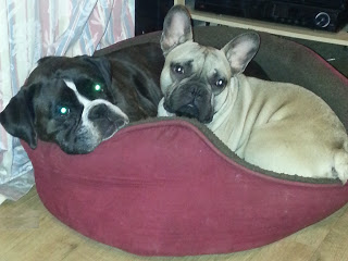 Two dogs, a dark-coloured Boxer with glowing eyes and a light-coloured French Bulldog, are cuddling together in a red dog bed on a wooden floor indoors, looking content after enjoying their pet feeding routine for optimal pet health.