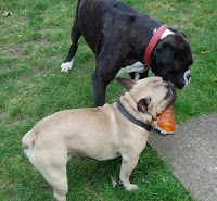 A brindled dog and a tan dog face each other on grass, both gripping a Bionic Urban Stick in their mouths, appearing to play tug-of-war—a perfect moment for a Dog Toy Review.