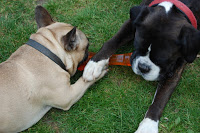 A fawn French Bulldog and a black Boxer lie on grass, both gripping opposite ends of a Bionic Urban Stick with their paws and mouths, appearing to playfully tug at the bionic dog toy.