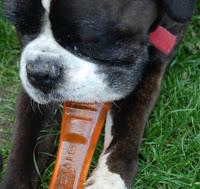 A close-up of a dog with a black and white face wearing a red collar, chewing on an orange Bionic Urban Stick dog toy while lying on green grass—perfect for your next review.