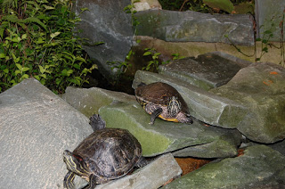 Two turtles rest on large, flat grey rocks surrounded by green foliage—a serene scene perfect for Flashback Friday, with the turtles’ shells and limbs clearly visible.