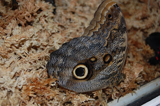 A butterfly with large eye-like spots on its brown wings rests on a bed of dry moss or wood shavings—its patterns evoking an owl’s eyes. A perfect flashback Friday moment captured in nature’s artistry.