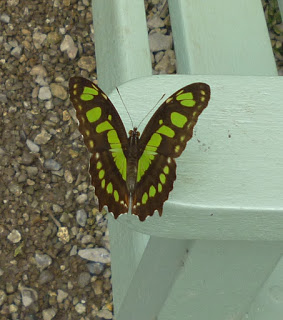 A green and brown butterfly with distinctive spots rests on the edge of a pale green bench, with gravel visible on the ground nearby—perfect for a Flashback Friday moment in nature.