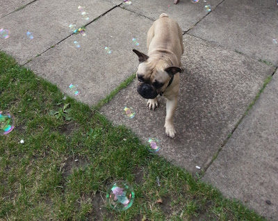 A small fawn French Bulldog stands on a paved path next to grass, quietly watching soap bubbles float around—capturing the peaceful spirit of a Silent Sunday.