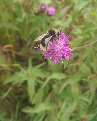 A bee rests on a purple flower, capturing the calm of Silent Sunday.