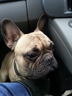 A tan French Bulldog with a black collar sits in a car, looking slightly to the side. The alert pup, near the passenger seat and dashboard, is ready for an adventure—Travelling with your dog has never looked cuter!.
