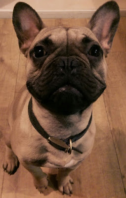 A French Bulldog with light brown fur and a black snout sits on a wooden floor, looking up with large, alert ears and expressive eyes—a picture of health thanks to advanced nutrition.