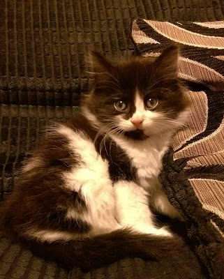 A fluffy black and white kitten named Molly with wide eyes sits on a textured dark sofa next to a patterned cushion, looking towards the camera.