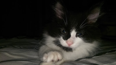 A black and white kitten with blue eyes lies on a bed, looking at the camera with its front paw extended forwards. The background is dark, highlighting the kitten’s fur and face—proving things aren't always what they seem. #MySundayPhoto.