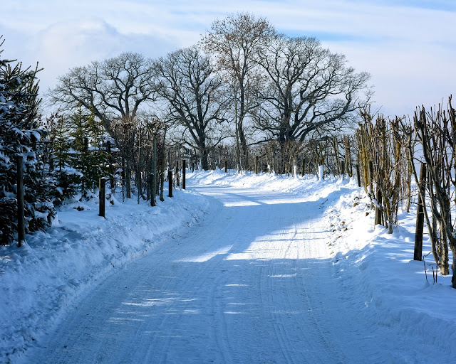 A snow-covered path winds between rows of bare trees and evergreen shrubs under a blue sky, casting long shadows on the snowy ground—a reminder of the importance of car safety in bad weather.
