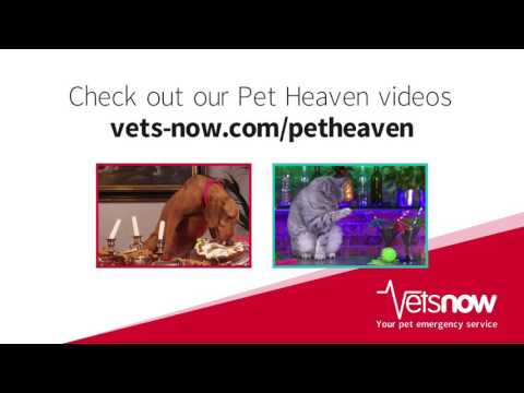 Two photos: on the left, a brown dog eats food from a Christmas dinner table; on the right, a grey cat climbs a bar counter with bottles. Text above reads “Check out our Pet Heaven videos for pet safety vets-now.com/petheaven”.