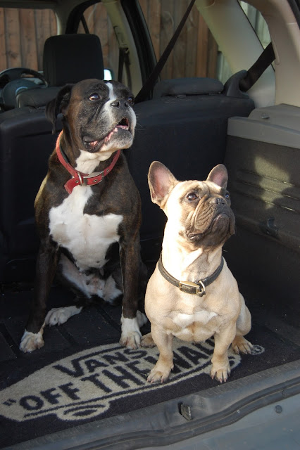 Two dogs sit in the back of a car, ready for walkies. A large, dark dog with a white chest and a small light brown French Bulldog rest on a mat that says "Vans Off The Wall," showing the joys of owning a dog and sharing family life.