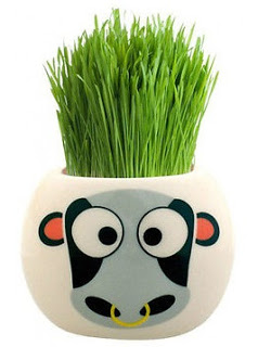 A round white plant pot with a cartoon cow face on it, containing tall, green grass that resembles hair sprouting from the top—perfect for fun children's activities or creative things to do with children during school holidays.