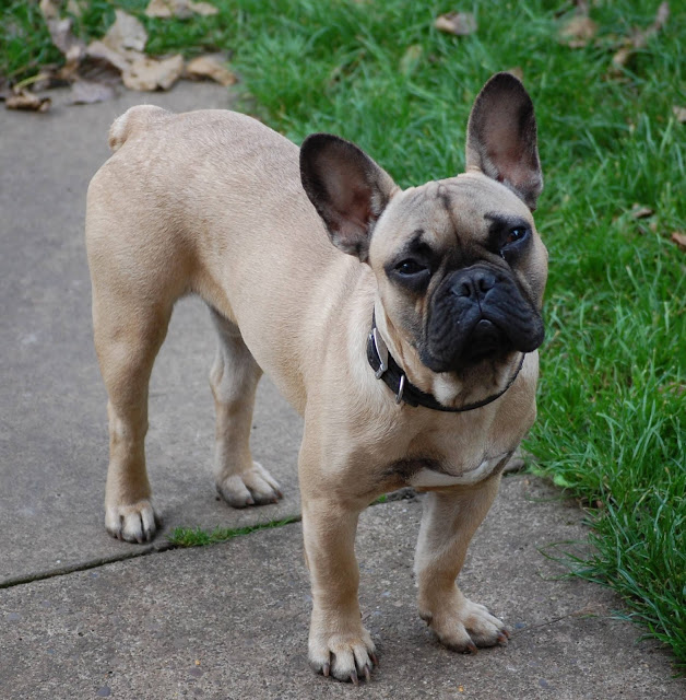 A light brown French Bulldog with a black collar stands on a concrete path next to green grass, looking up with a curious expression—a charming addition to any family of dogs.