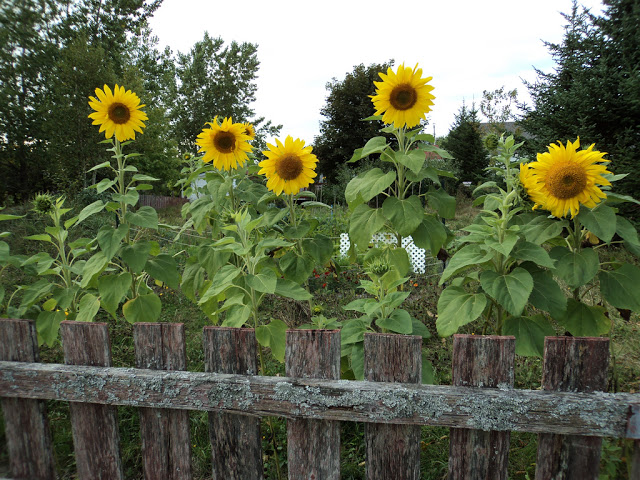 Six tall sunflowers with bright yellow petals stand behind a weathered wooden fence in a grassy summer garden, with trees and shrubs visible in the background.