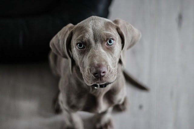 A grey dog with light-coloured eyes sits on a wooden floor, looking up at the camera with a curious expression—much like someone contemplating going back to work after a career break.