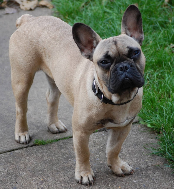 A fawn-coloured French Bulldog with a black muzzle stands on a concrete path next to green grass, looking up with its ears pricked forward, hoping for some delicious dog treats.