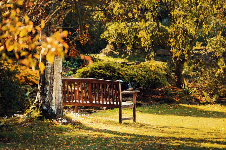 garden bench under a tree