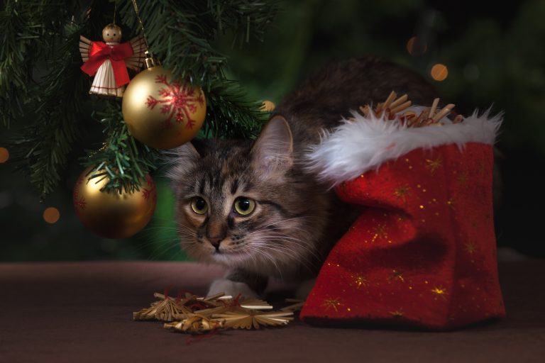 a grey tabby cat sat under a Christmas tree next to a sack of presents