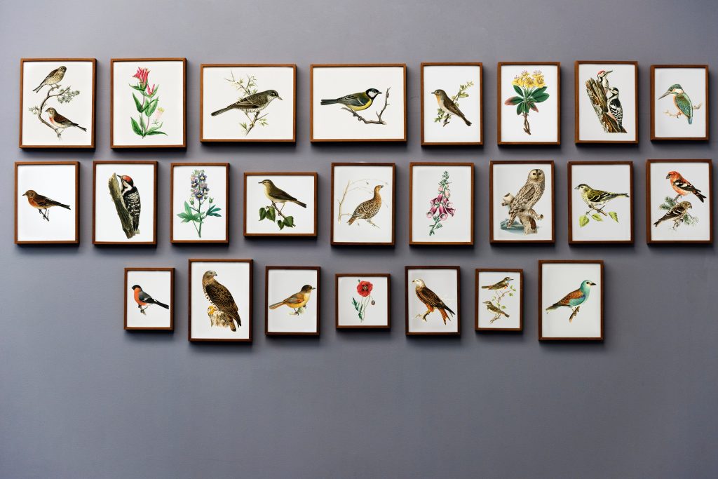 A collection of framed illustrations featuring various birds and a few Honduran flowers arranged in three neat rows on a light grey wall.