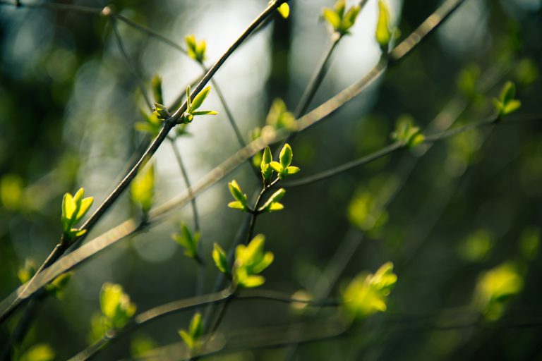 leaves budding in spring