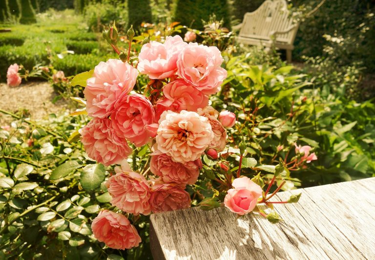 Pink rose bush leaning against a garden table, a bench can be seen in the background