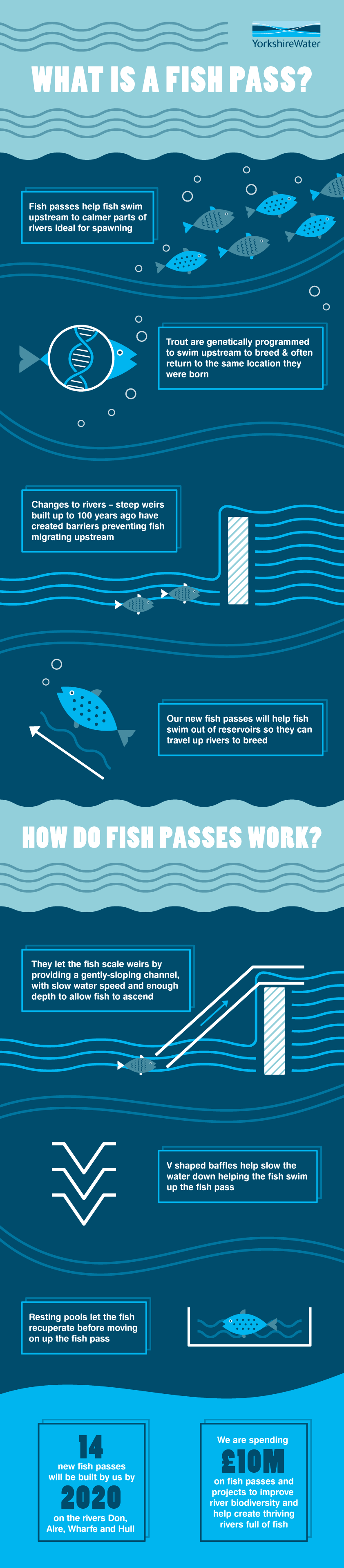 Infographic explaining fish passes, featuring diagrams of fish swimming, barriers, and Yorkshire Water fish pass designs. Text details how these structures help fish bypass obstacles like weirs and dams to migrate and breed.