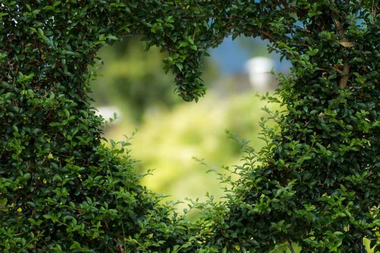 A heart shape cut into a green hedge