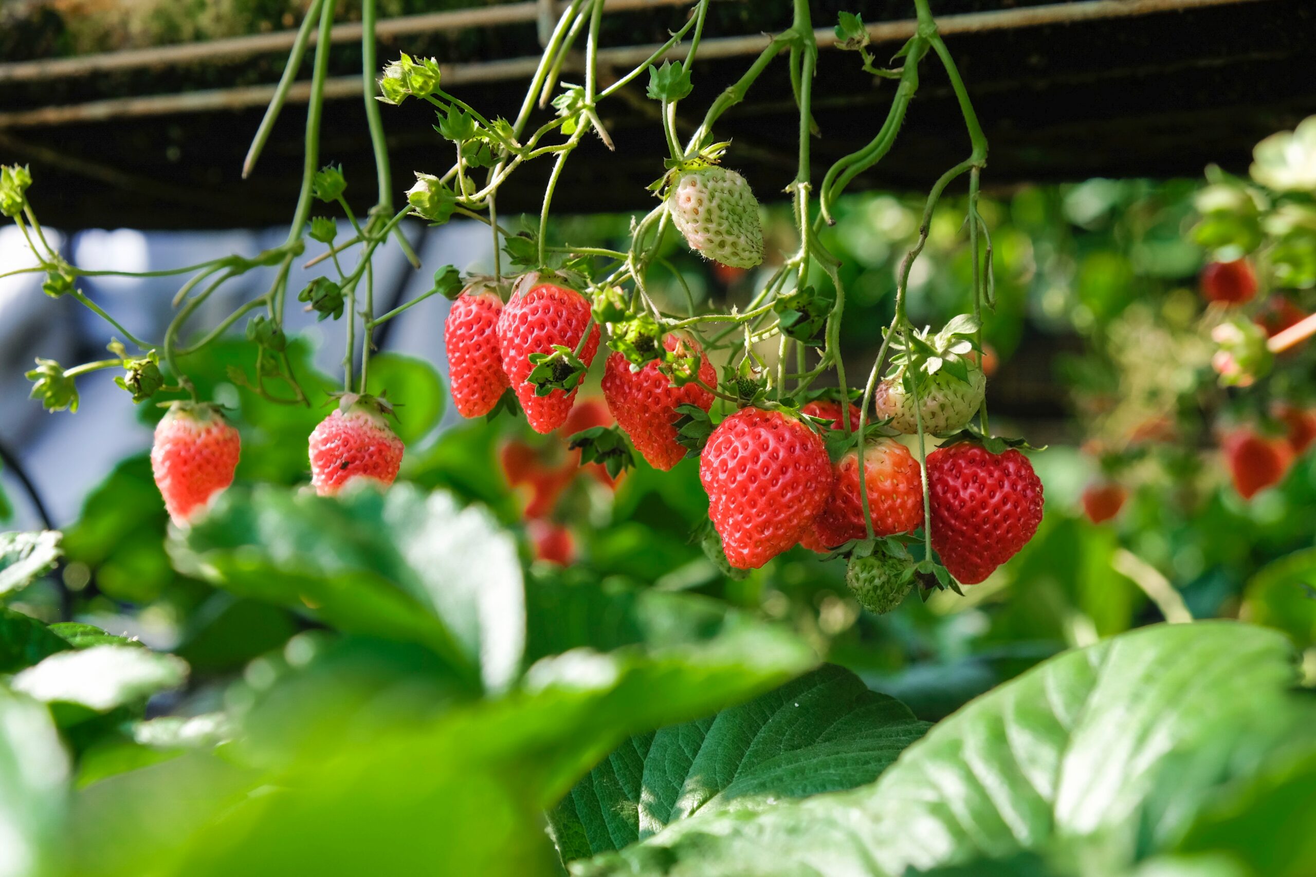 Lot of strawberries on a plant