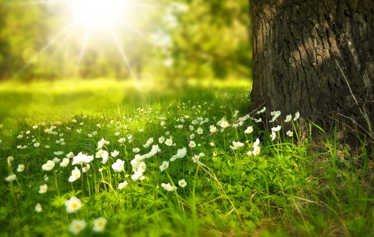 Sunlight streams through a lush green meadow dotted with small white flowers beside the trunk of a large tree, as if inviting you to relax in style—perhaps wearing your favourite London Sock Company socks—amid this bright, peaceful spring or summer scene.