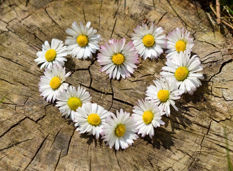 love heart made out of daisys on a wooden surface