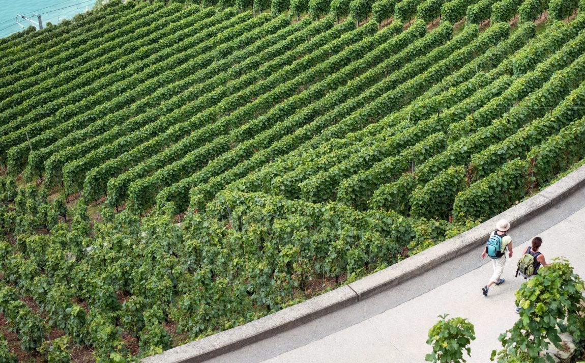 two people walking through a vinyard