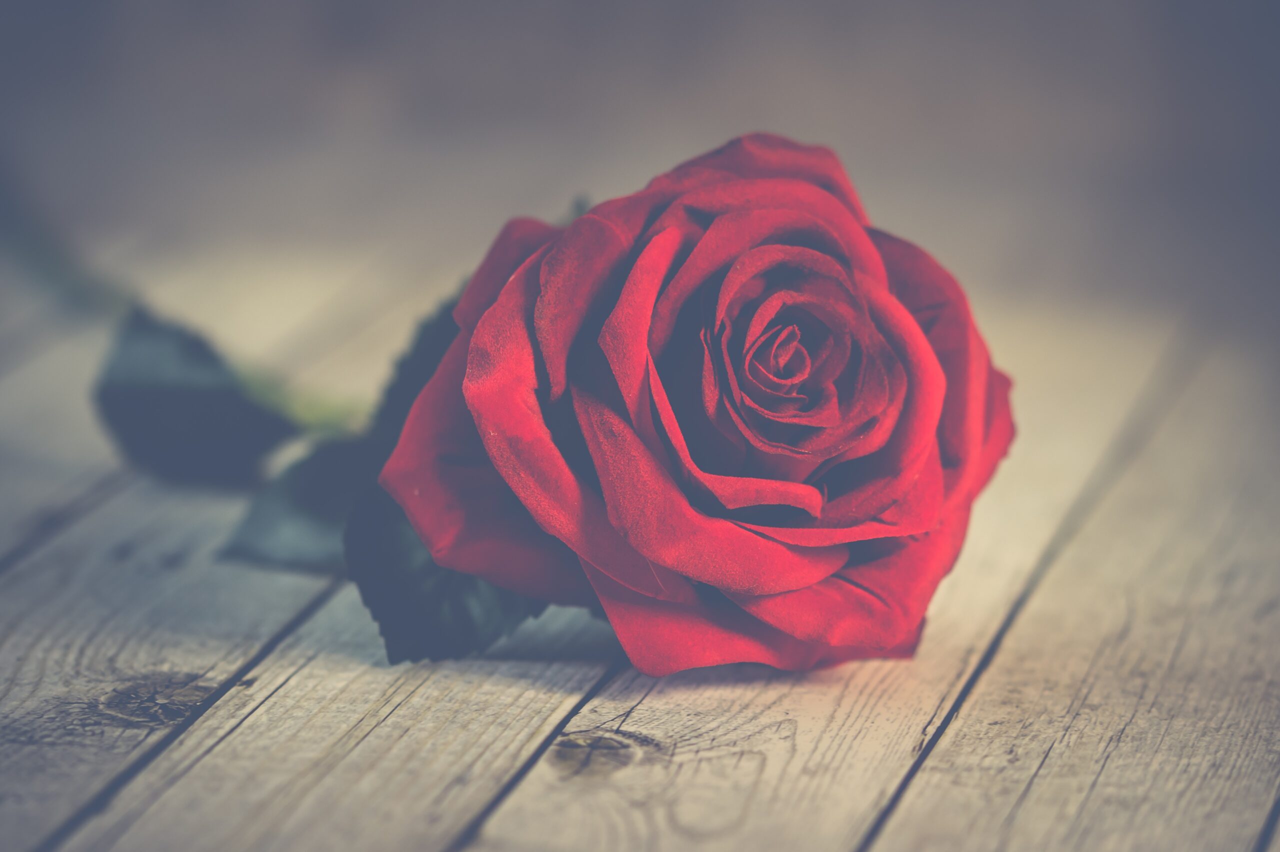 a single red rose on wooden flooring