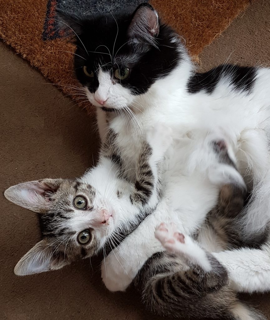 two cats playing