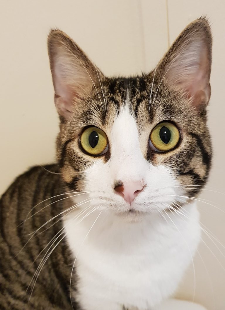 a grey tabby cat