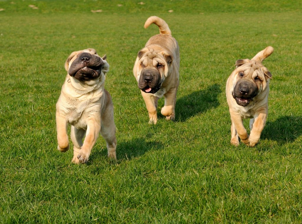 three shar pei puppies running in a garden