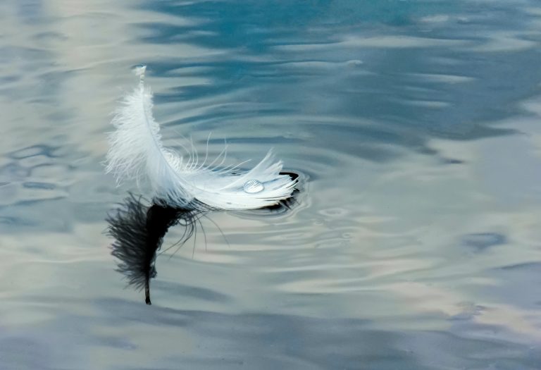 a white feather on water