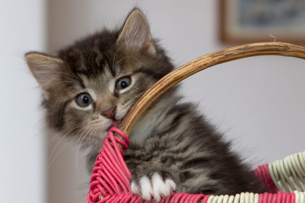 a tabby kitten sat in a basket