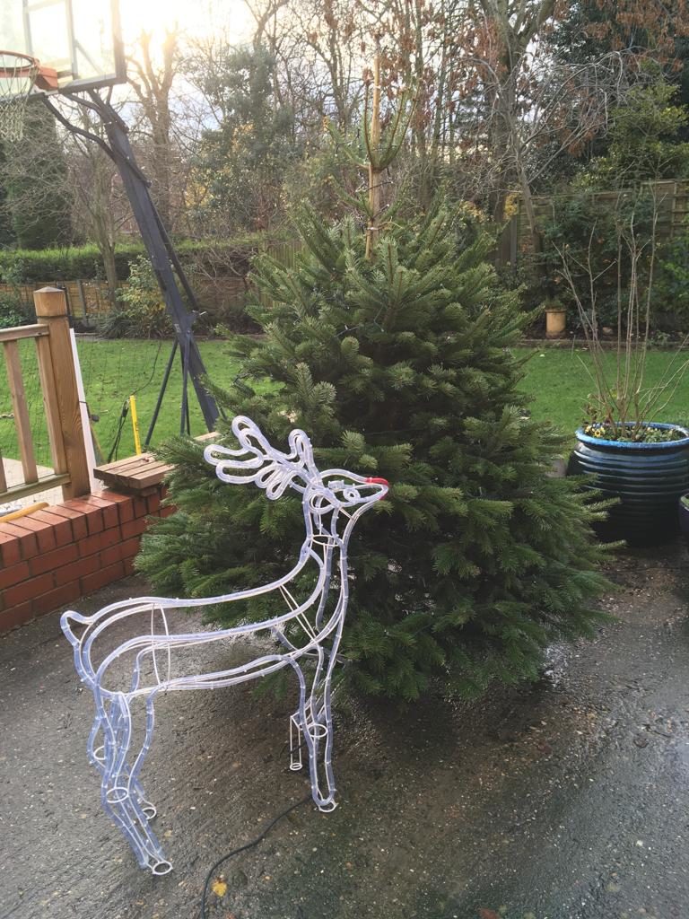 A real Christmas tree in the garden