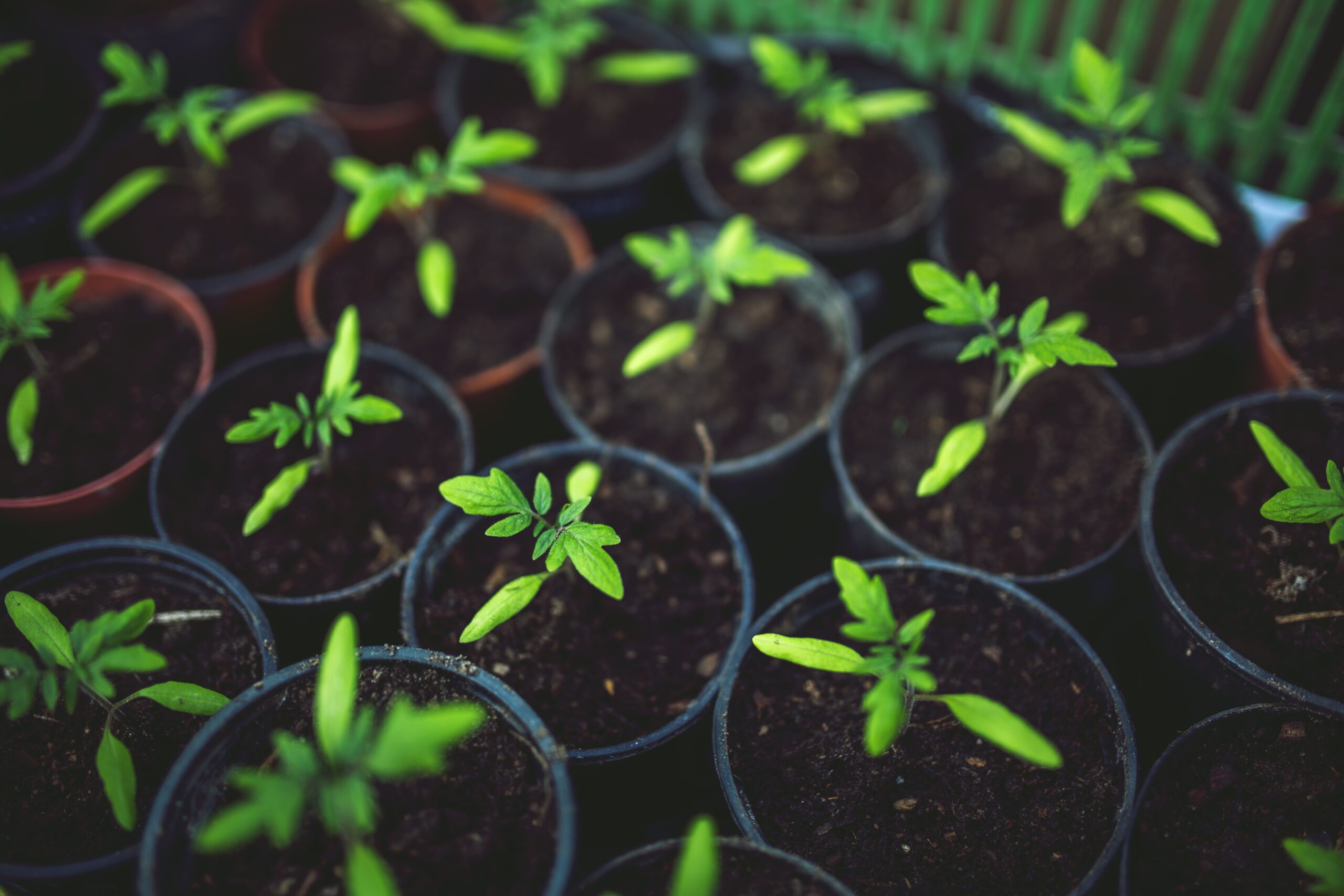 tomato plants in plant pots