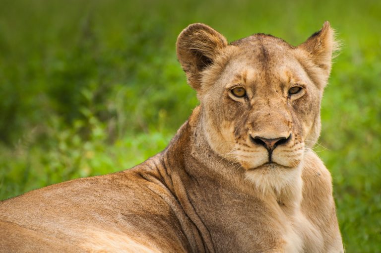 a lioness in the wild