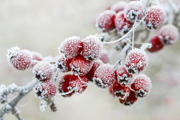 berries on a tree covered in frost