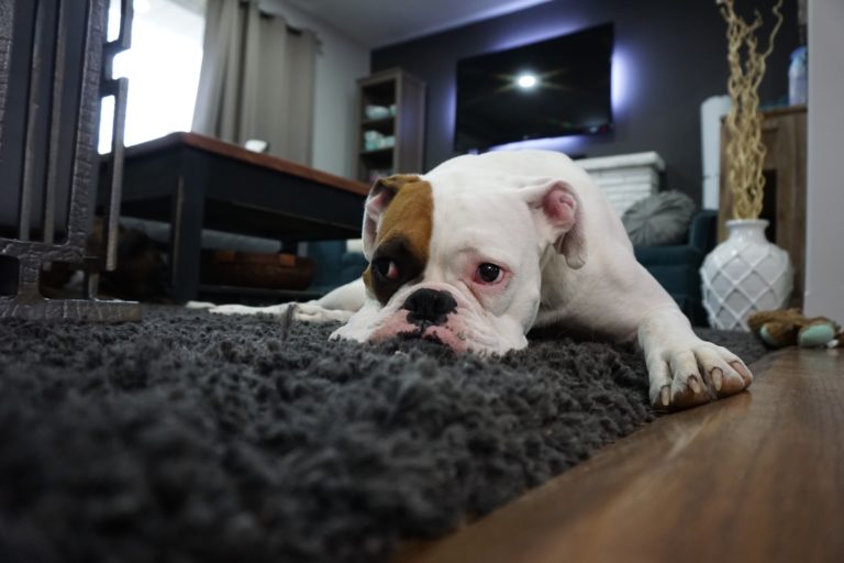A white and brown bulldog lies on a shaggy grey rug, highlighting stylish flooring for your home in a cosy living room with modern decor, a table, sofa, TV, and decorative vase visible in the background.