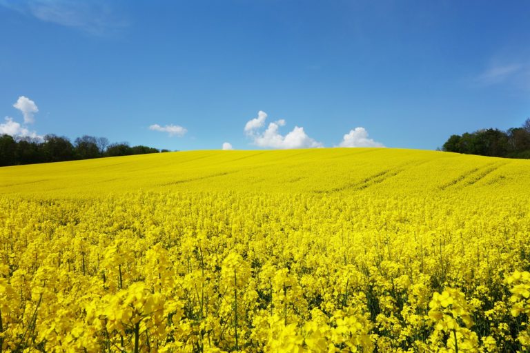 rapeseed in full bloom