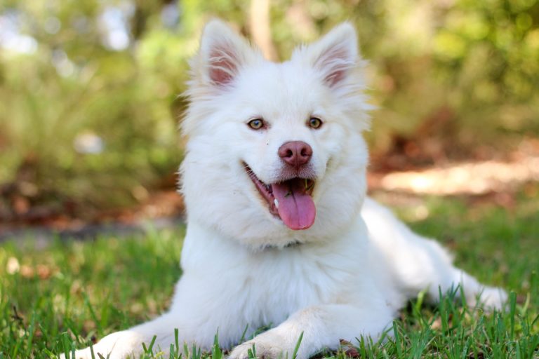 A fluffy white dog with pointy ears lies on green grass, panting with its tongue out and looking at the camera. This happy moment reminds us of Five Things You Can Do To Ensure You Don't Lose Your Dog, keeping your furry friend safe and secure.