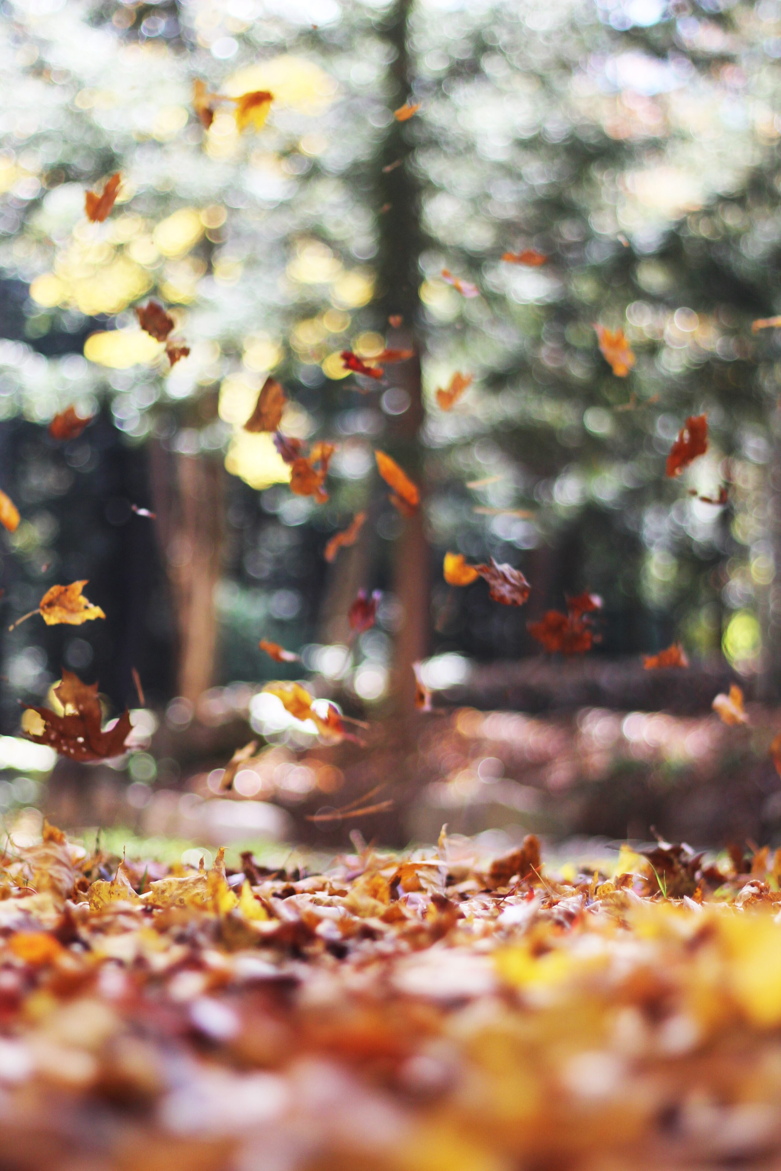 Colourful autumn leaves fall gently to the ground in a forest, sunlight streaming through tall, blurred trees in the background. The scene evokes cosy warmth and inspiration for your autumn wardrobe with its soft, inviting hues.