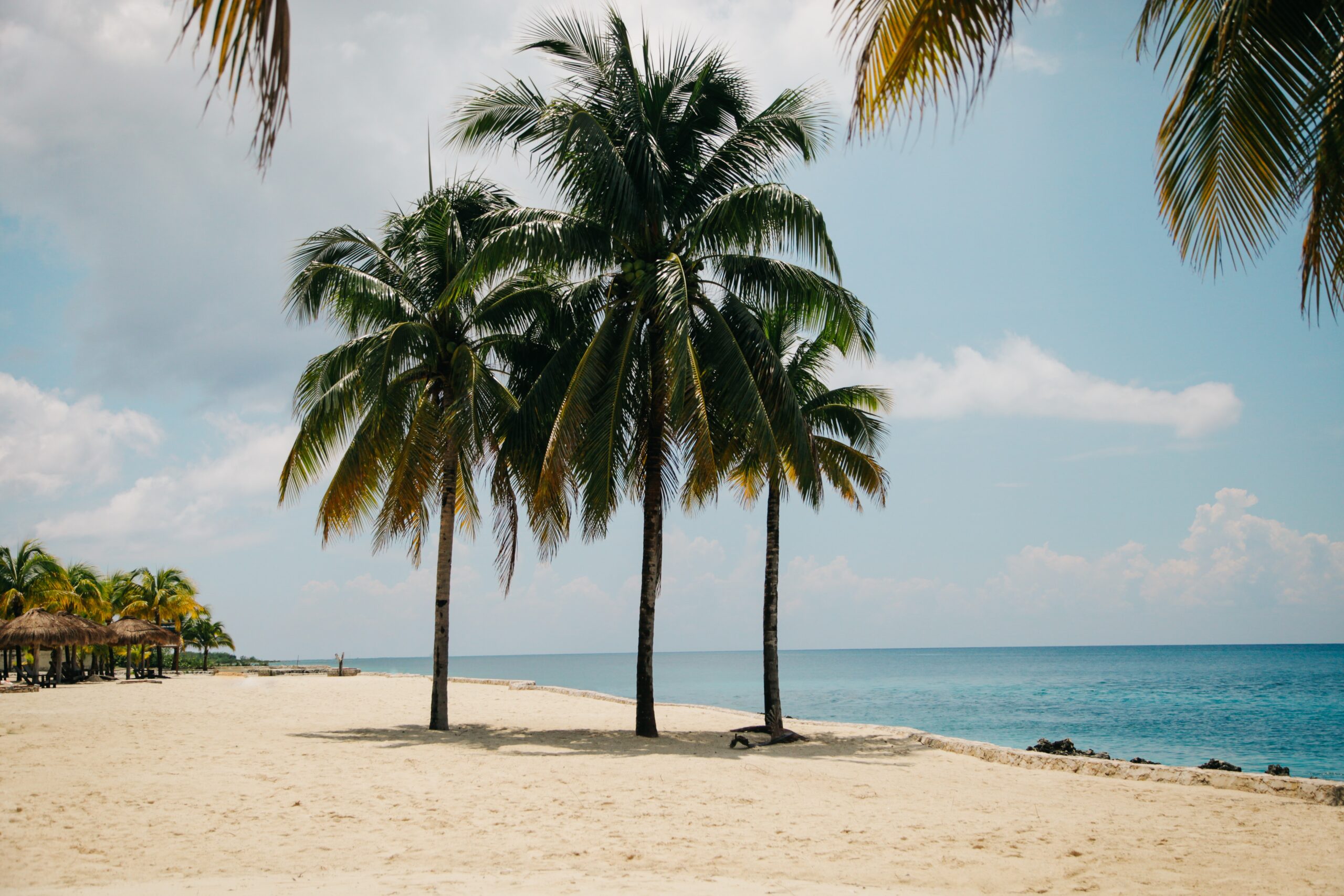 Several palm trees stand on a sandy beach near the calm, blue sea under a partly cloudy sky. Some palm fronds hang from the top edges of the image, framing distant big ticket huts visible on the left.