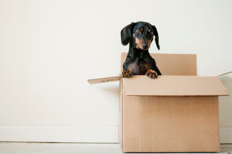 A black and tan dachshund stands with its front paws on the edge of an open cardboard box, looking forward—ready to discover some moving hacks. The box rests on the floor against a plain white wall.
