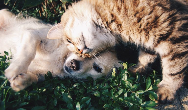 A dog lies on its back in green grass while a cat affectionately rubs its head against the dog's face, both pets appearing relaxed and contented.